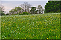 Malvern Hills District : Grassy Field