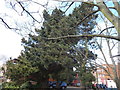 Trees on path in between The New Wolsey Theatre and Chapman Lane