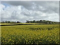 Field of oilseed rape near Tredethy