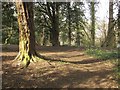 Severn Way, Penpole Wood