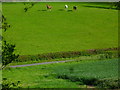 Horses seen from byway