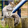 SJ9295 : Squirrel in Victoria Park by Gerald England