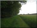 Footpath and Petersfield Plantation