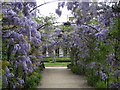 Wisteria arbour, Grove House