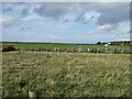 Grazing, Pilling Lane