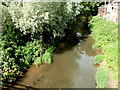 Four ducks on the River Corve in Ludlow