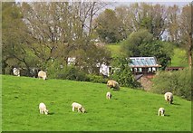 SX7483 : Sheep near North Bovey by Derek Harper