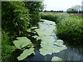 Wade Marsh Stream