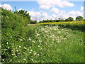 Field margin by Rose Cottage