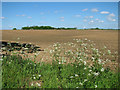 TG0125 : Fields by Littlemore Farm by Evelyn Simak