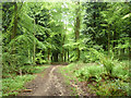 Path in Bushy Leaze Wood