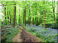 Path, Chawton Park Wood