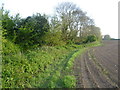 Field edge seen from the Wantsum Walk