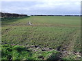 Crop field west of Rosecroft Lane