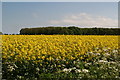 Across the crop to Alford Road Plantation