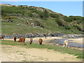 Beach bums on Colonsay