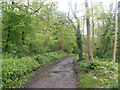 Cotswold Way 063 - In Standish Wood