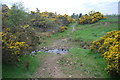 Ford at Windylaw Woods