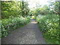 Aldenham Country Park walkway