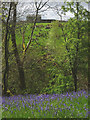 Bluebells and barn, Whitfield Gill