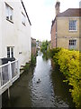 Wilton, River Wylye, branch