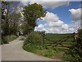 Bend on the lane near Pentillie Park