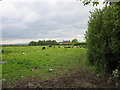 Footpath to Shocklach Green