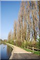 Poplars by the Grand Union Canal