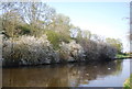 Canalside blossom