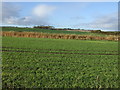 Crop field, Bronie Bridge