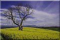 Lone Tree surrounded by Rapeseed