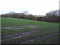 Crop field, North Skelton