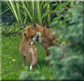 Vixen with Cub in Garden, Brownlow Road, London N11