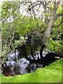 Tree in a pond