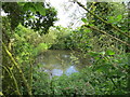 Horse  Keld  Pond  hidden  among  trees