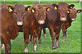 North Devon : Cattle Grazing