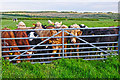 North Devon : Cattle Grazing