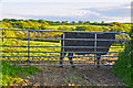 North Devon : Gate & Cattle