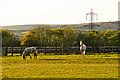 North Devon : Grassy Field & Horses