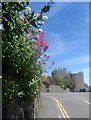 Triaglog coch / Red Valerian / Centranthus ruber