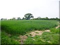SU9403 : Barnham, cereal field by Mike Faherty