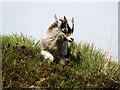 NX5564 : Wild goat kid, Clints of Dromore by David Baird