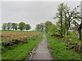 West Highland Way near Easter Carbeth