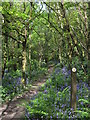 Bluebells in Coed y Wenallt