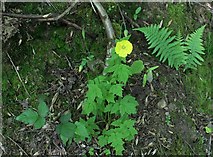 SO7641 : Welsh Poppy (Meconopsis cambrica) by Bob Embleton
