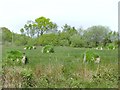 Overgrown Bales off Meadows Road