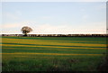 Farmland by Sandy Lane