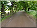 Tree avenue facing towards Somerby