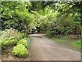 SJ7481 : Tatton Park Gardens, Path Behind The Tower Garden by David Dixon