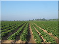 Arable field, Peartree Hill, Mount Bures